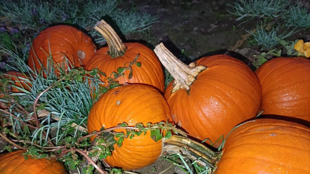 Halloween Kürbis auf dem Feld