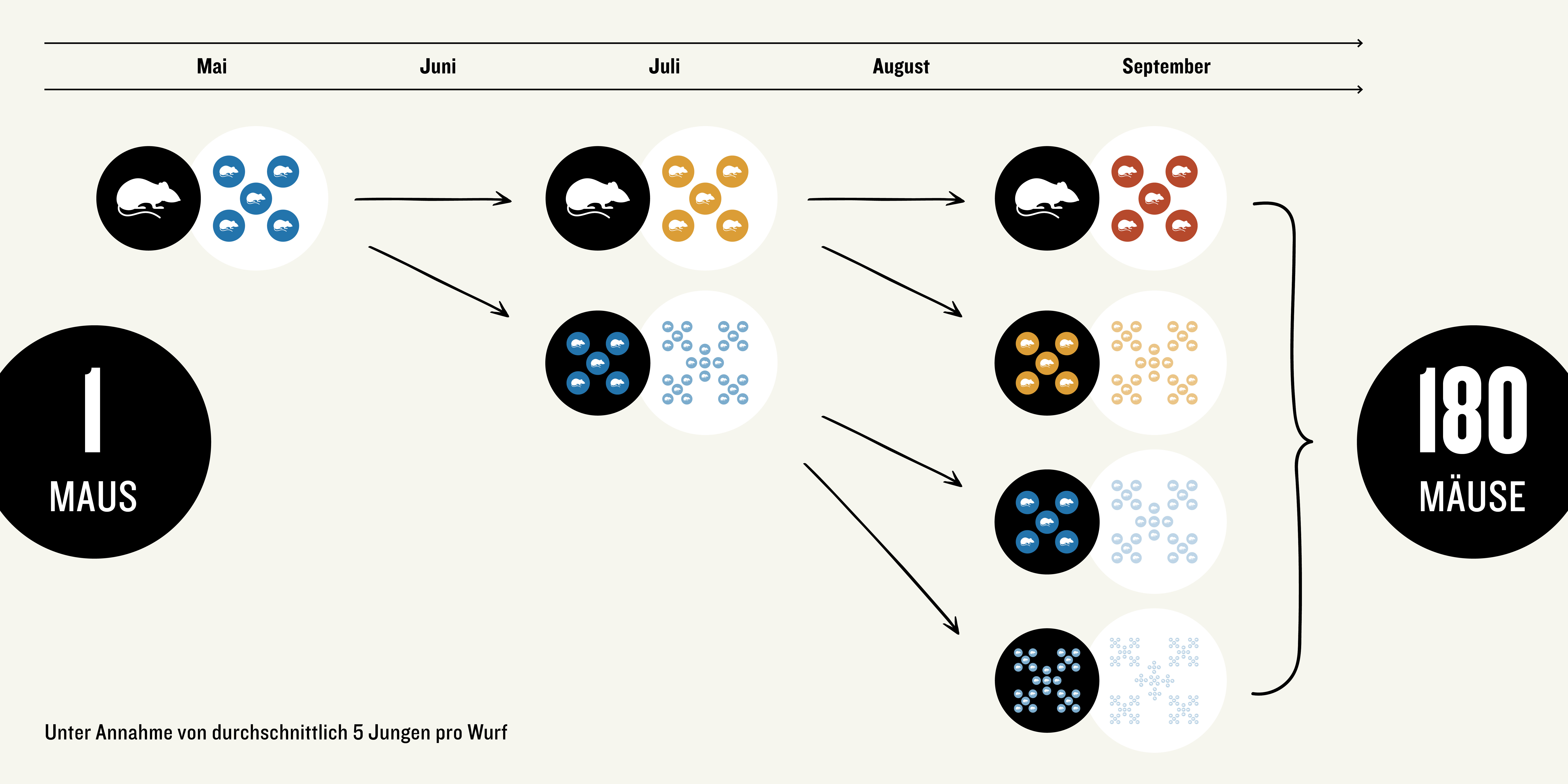 Wie aus 1 Maus 180 Mäuse werden