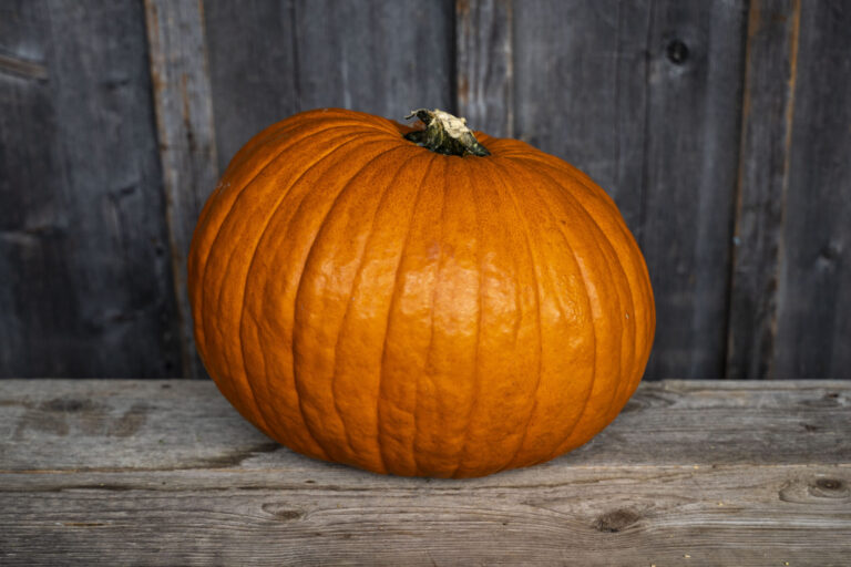 Halloweenkürbis