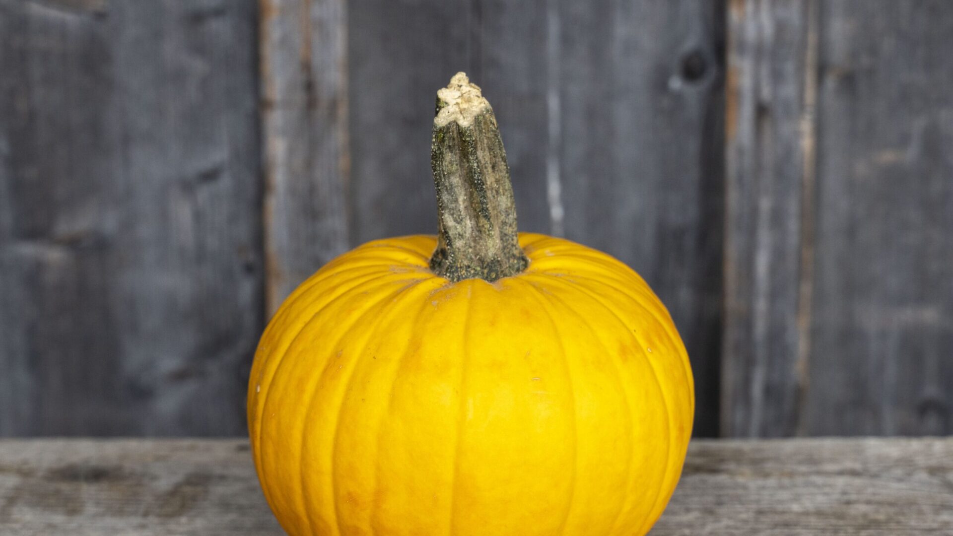 Halloweenkürbis gelb