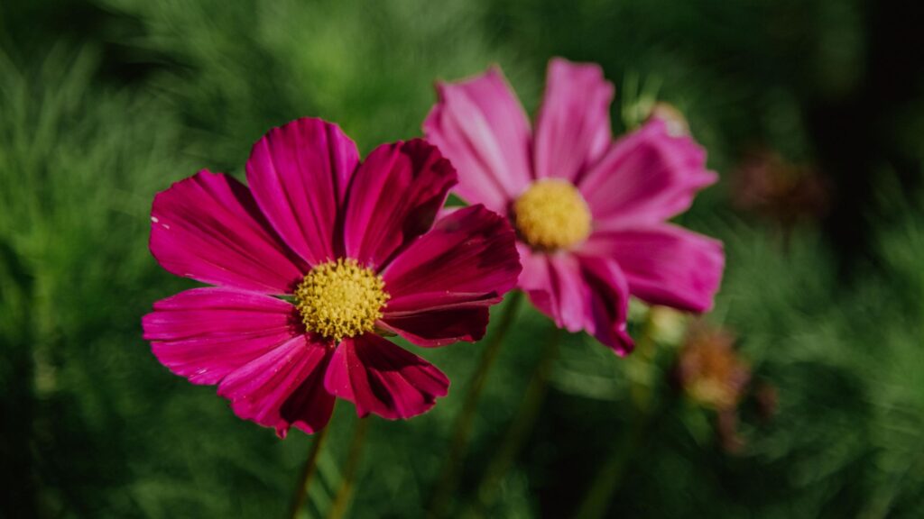 Cosmea in Pink und Rosa