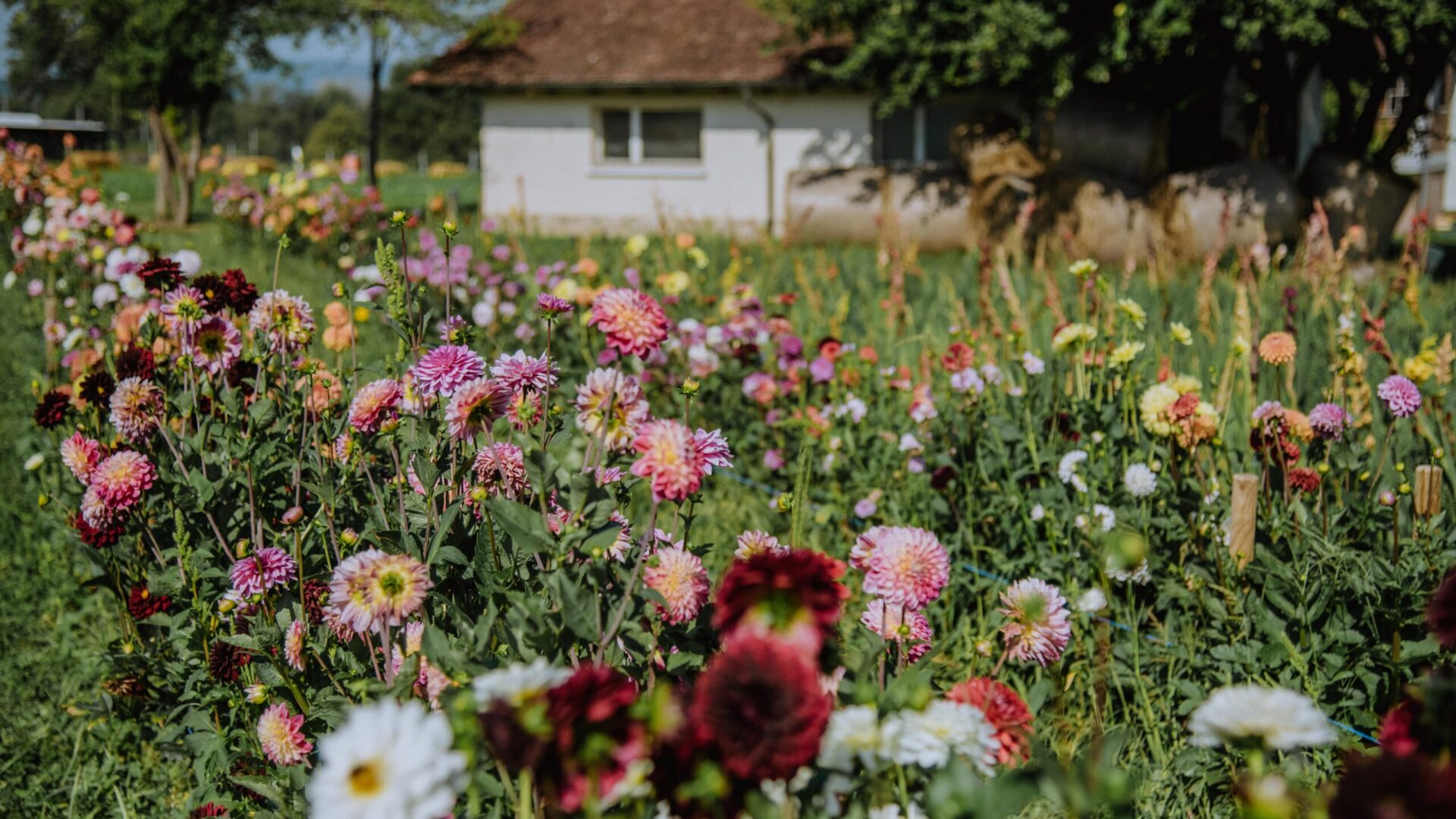 Blumen (Dahlien) auf dem Feld hinter dem Römerhof
