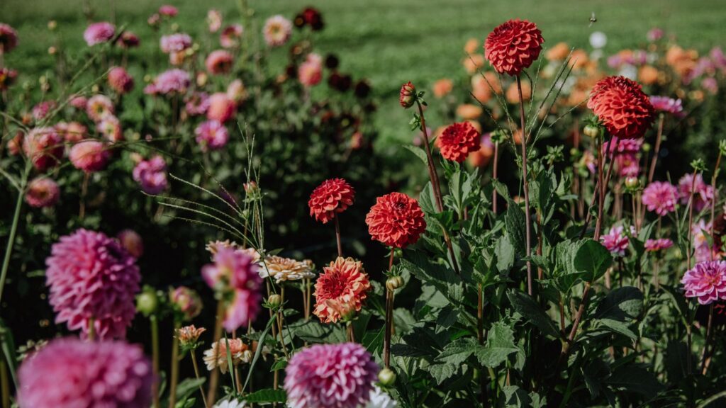 Dahlien in Rot-, Orange- und Rosatönen