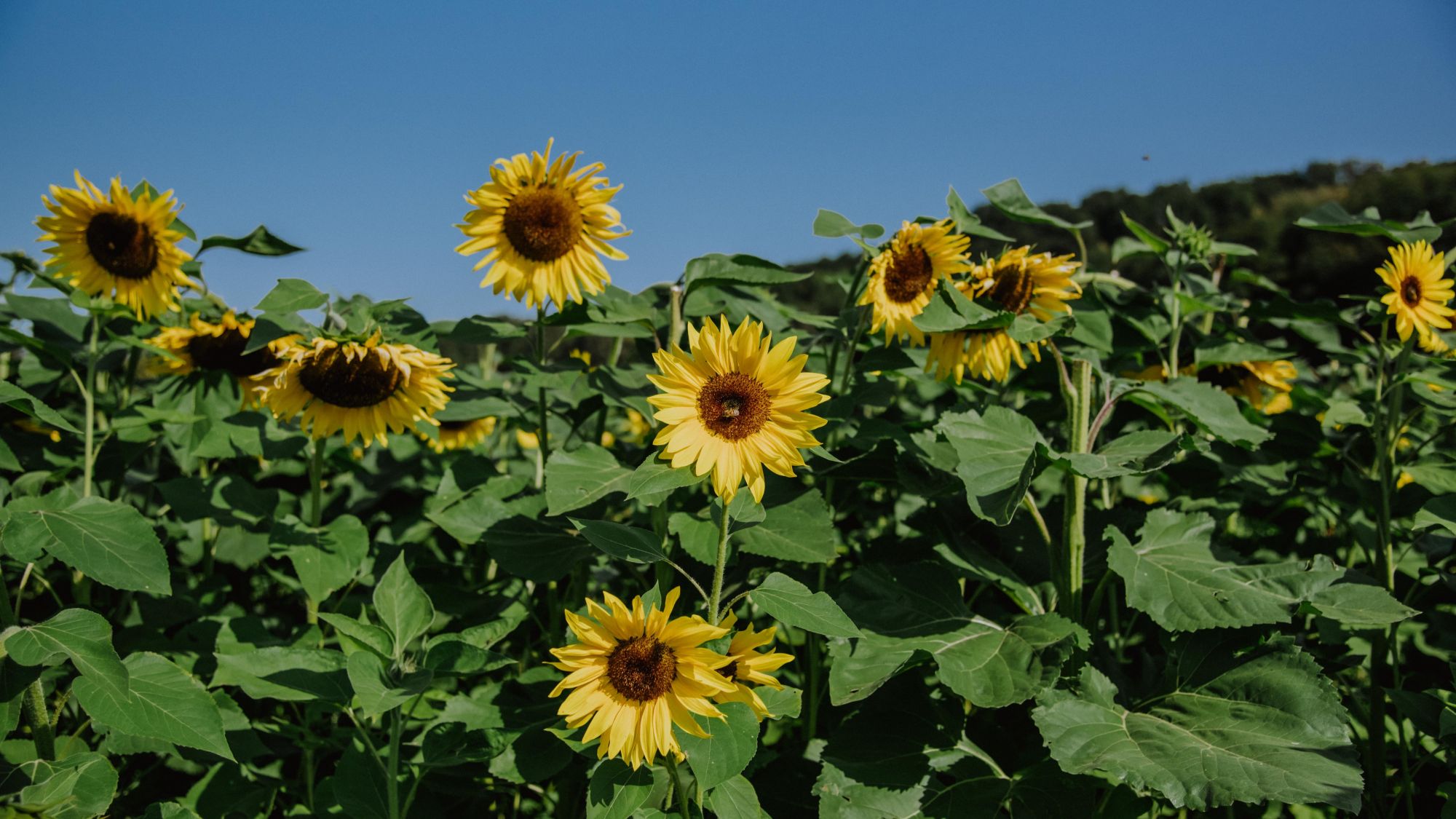 Sonnenblumen