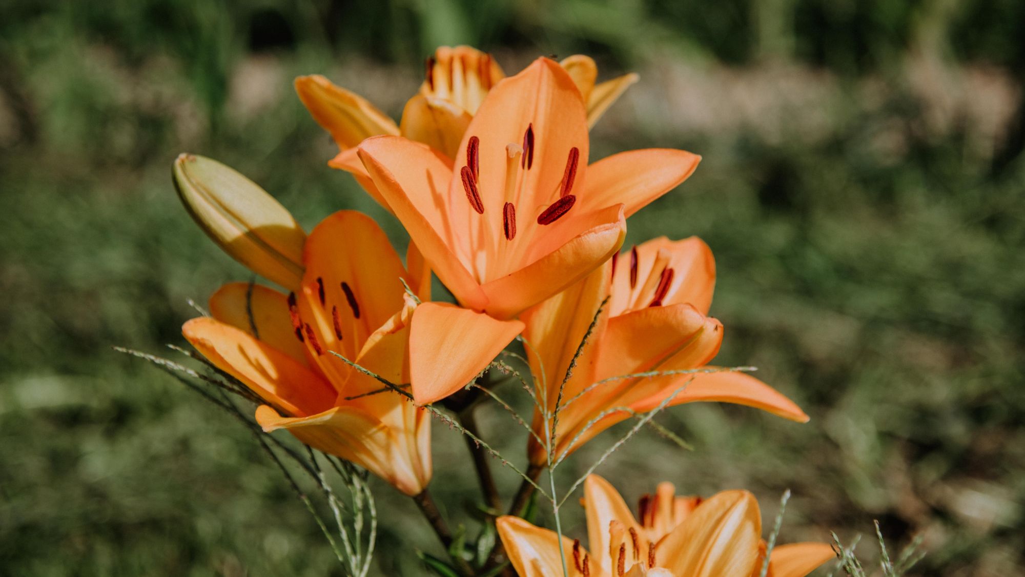 Orange Lilien