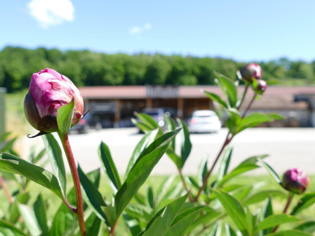 Pfingstrosen zum Selberschneiden