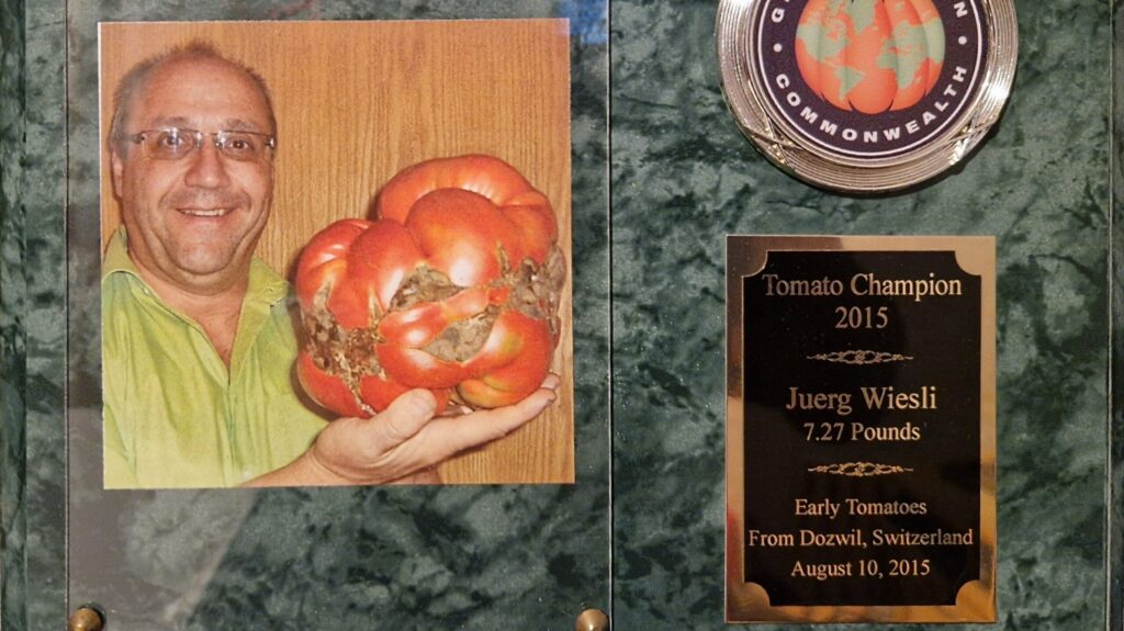 Jürg Wiesli mit Rekordtomate