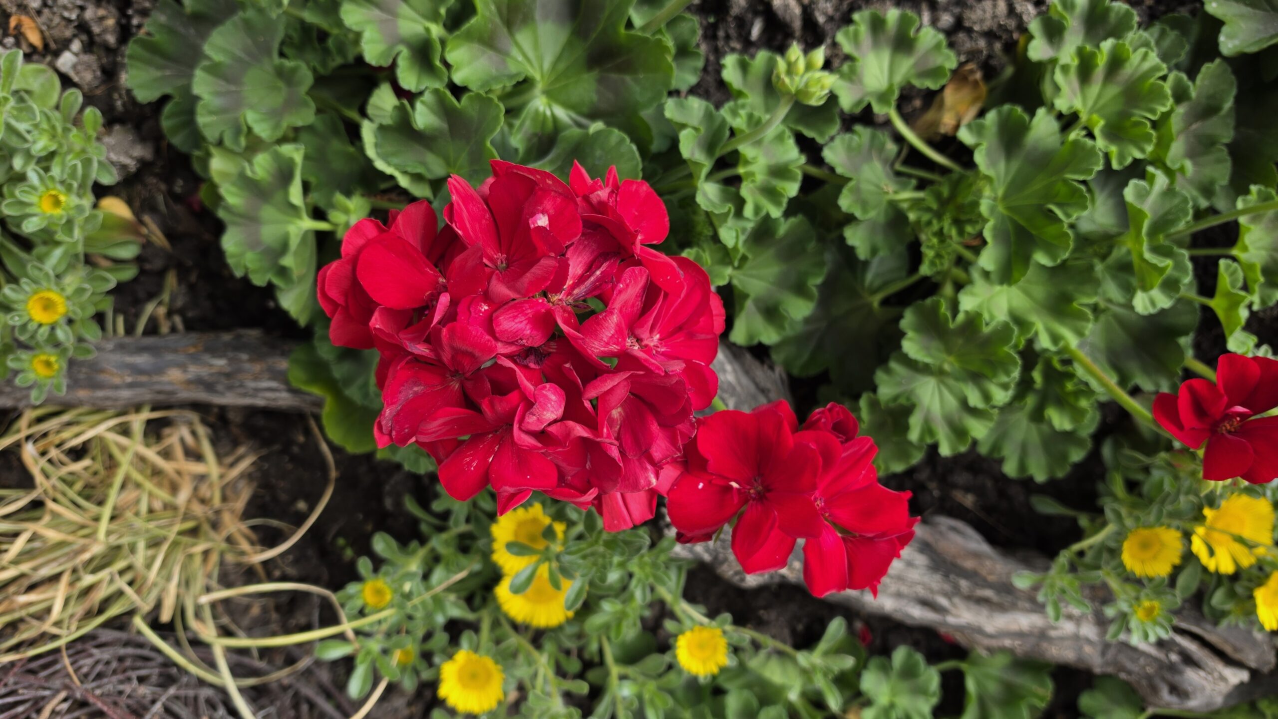 Geranien im Blumenbeet