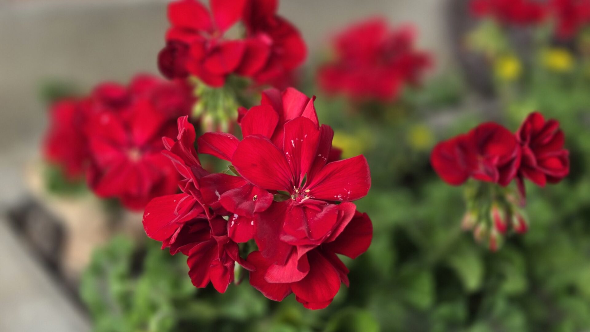 Rote Geranie