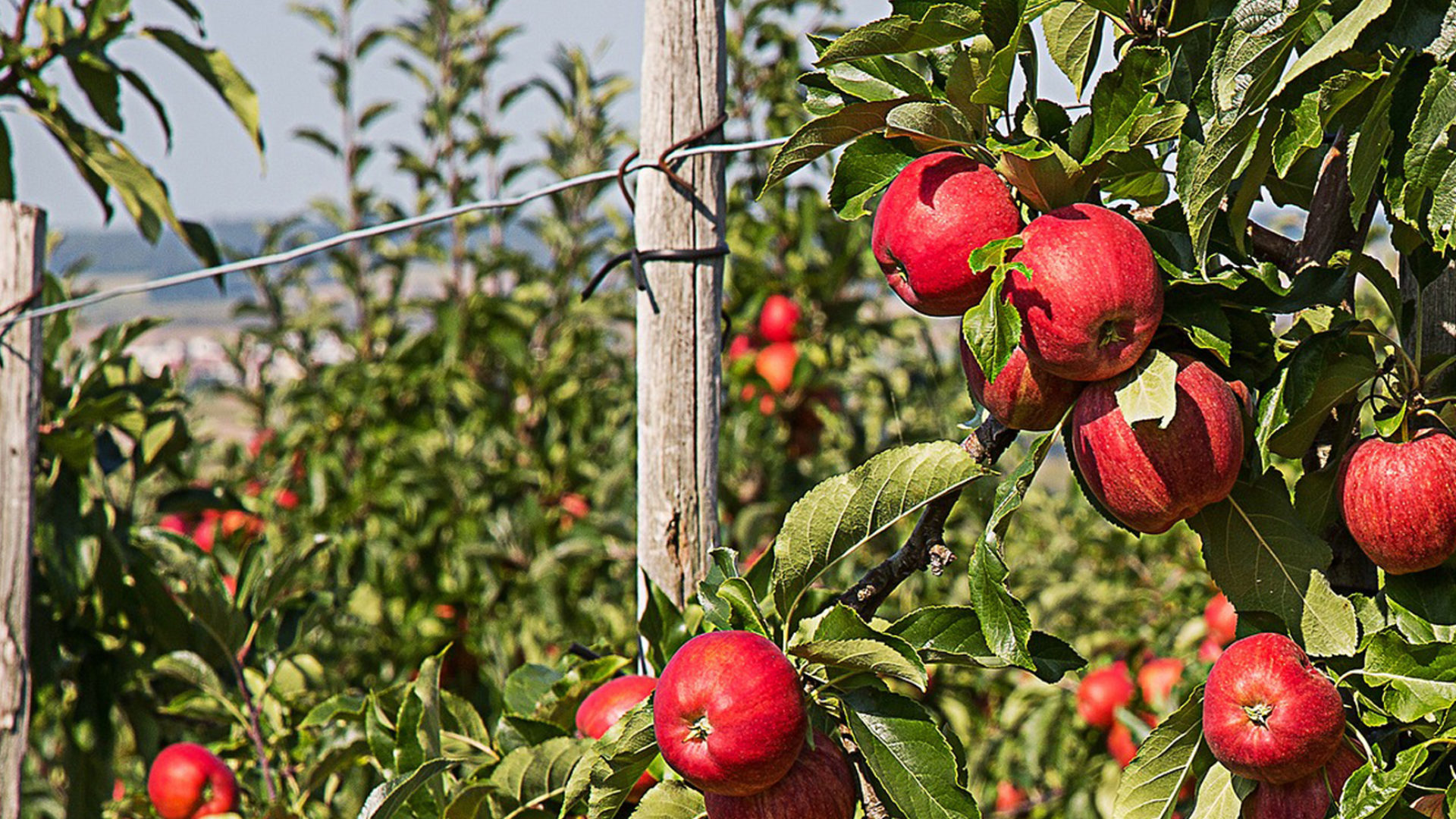 Äpfel an Zaun