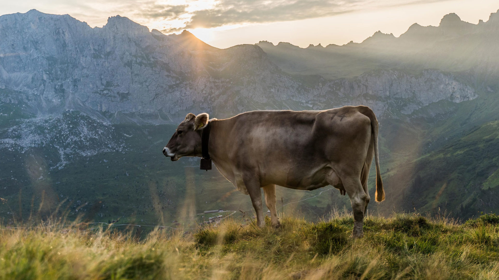 Braunvieh auf Alpweide