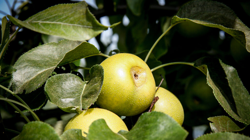 Apfel Am Baum