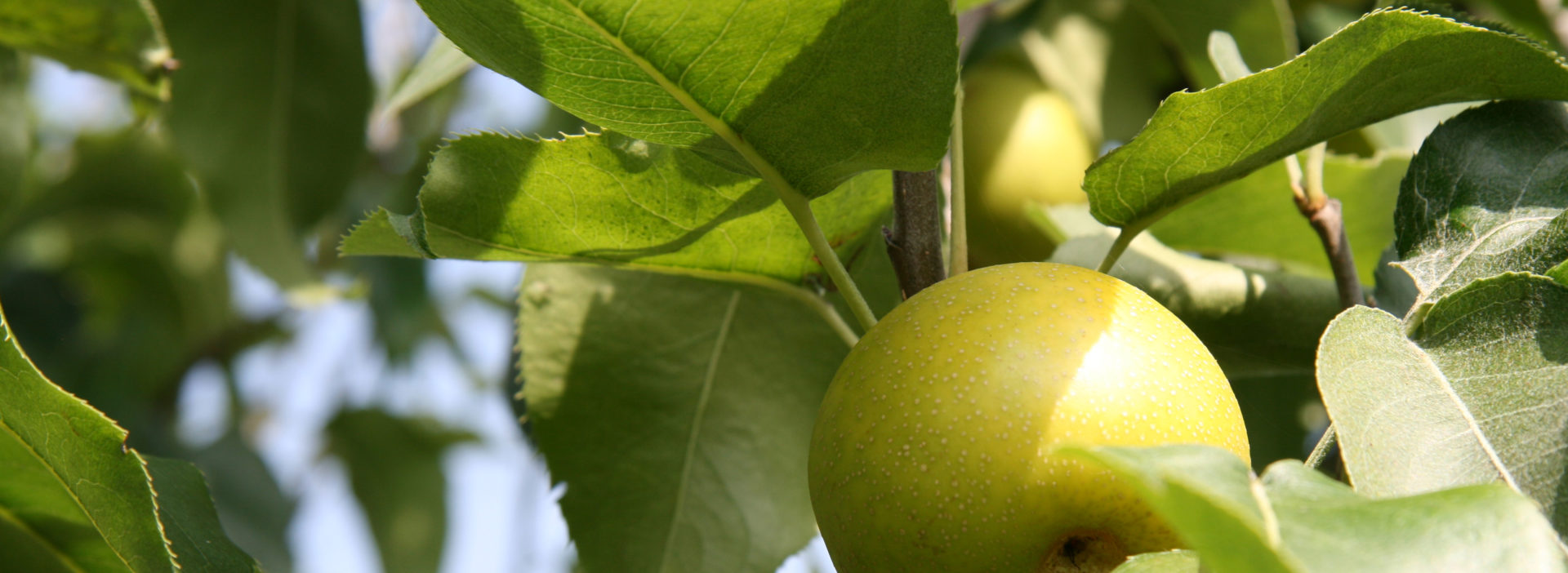 Apfel Am Baum