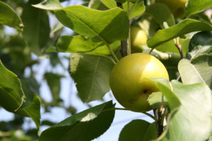 Apfel Am Baum