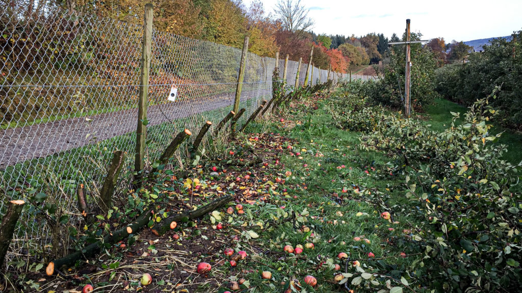 Abgeschnittene Apfelbaumstämme