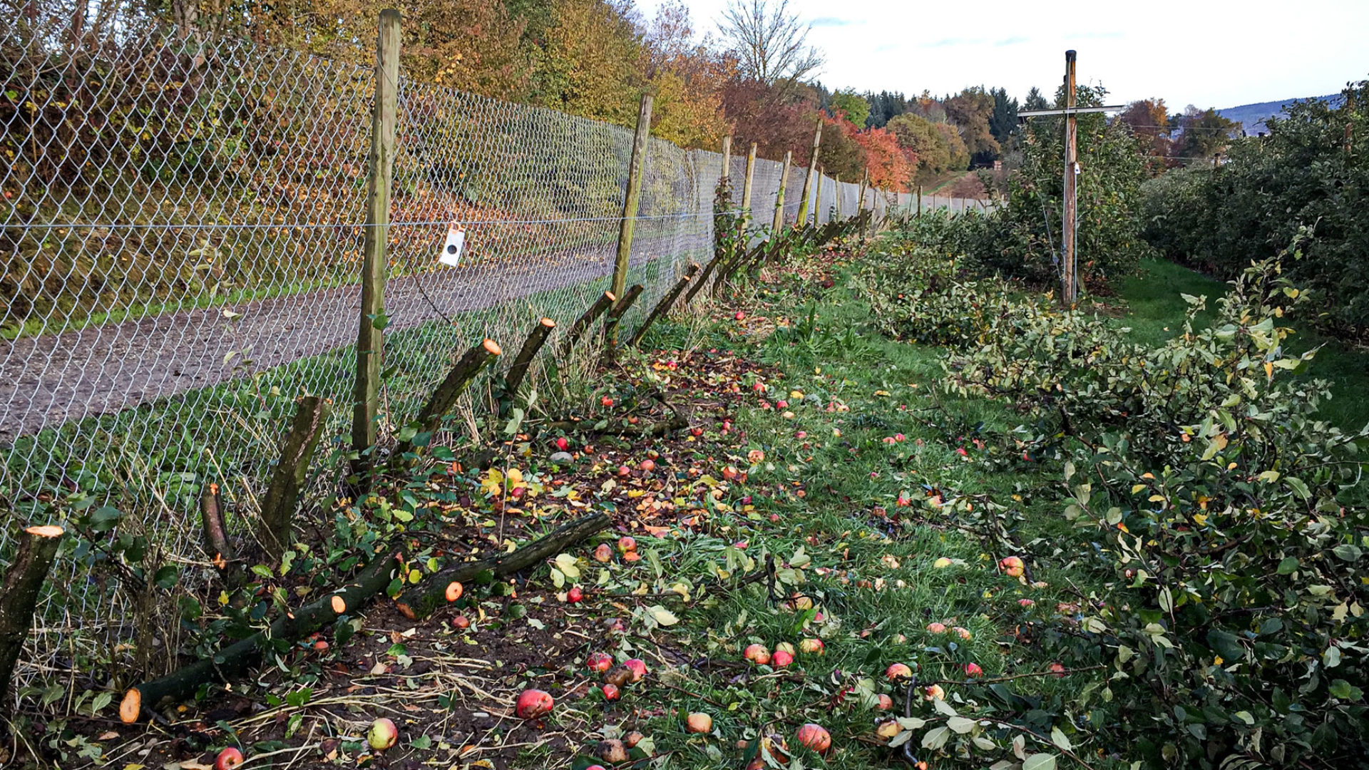 Abgeschnittene Apfelbaumstämme