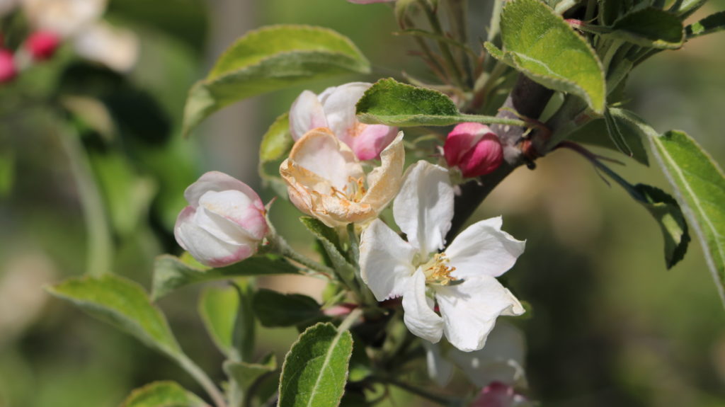 Apfelblüte Frost