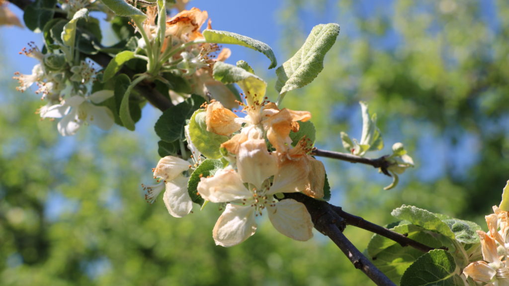 Apfelblüten Frost