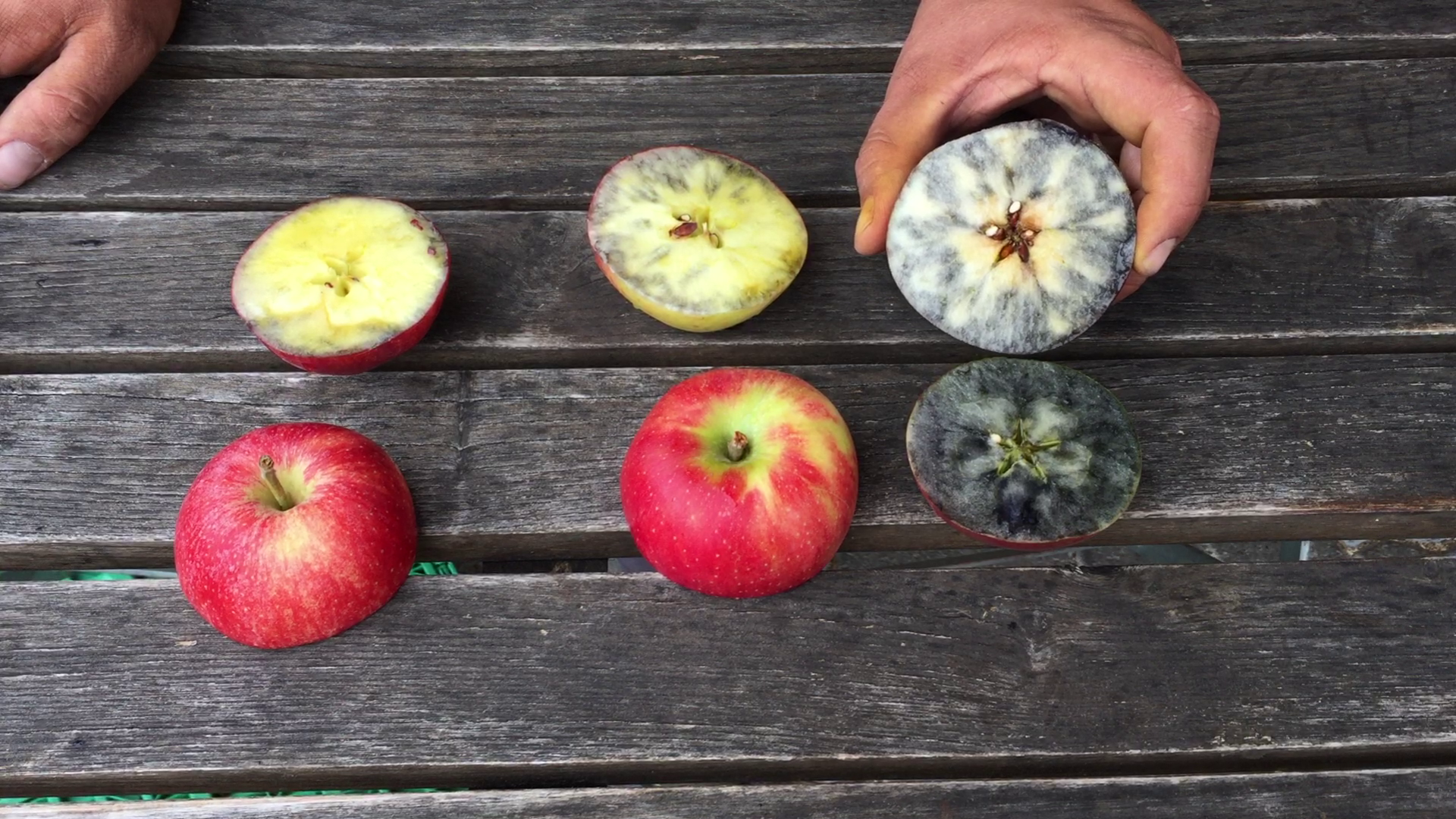 Apfelernte Jodtest