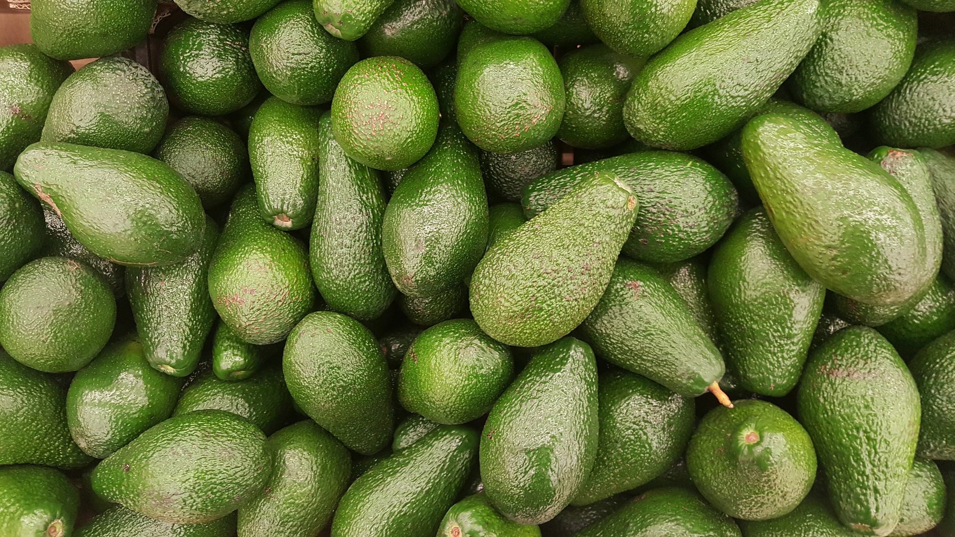 Avocado