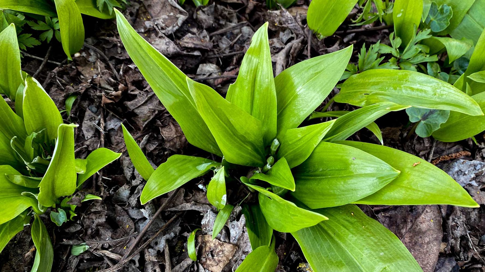 Bärlauch mon amour - Saison Lexikon auf FarmTicker.ch