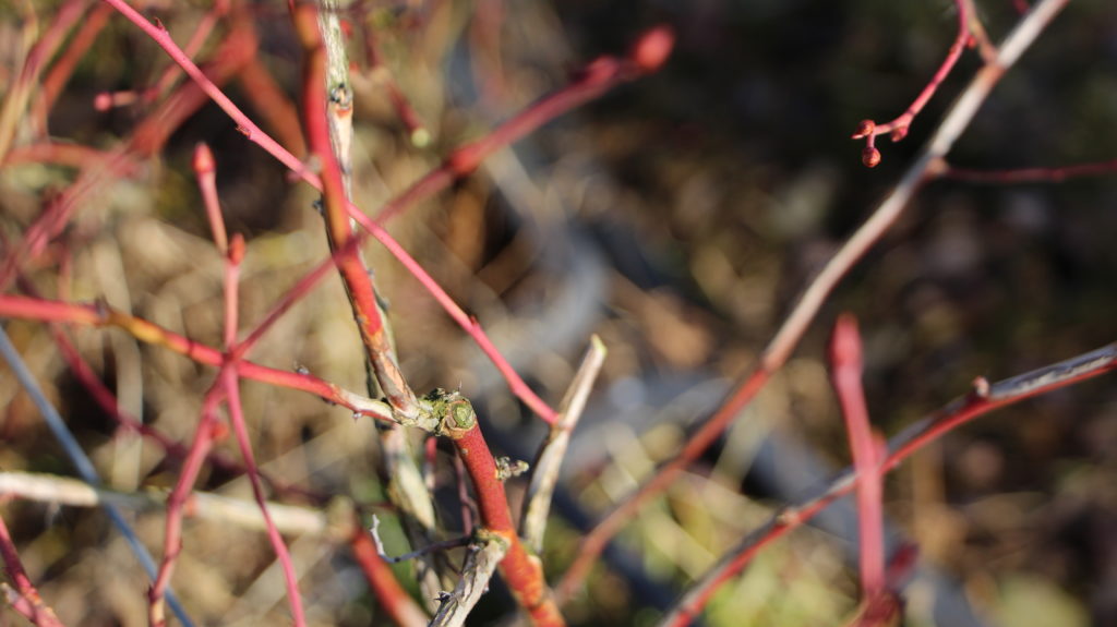 Heidelbeeren nach Beschnitt