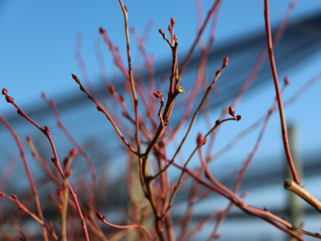 Heidelbeeren im Winter