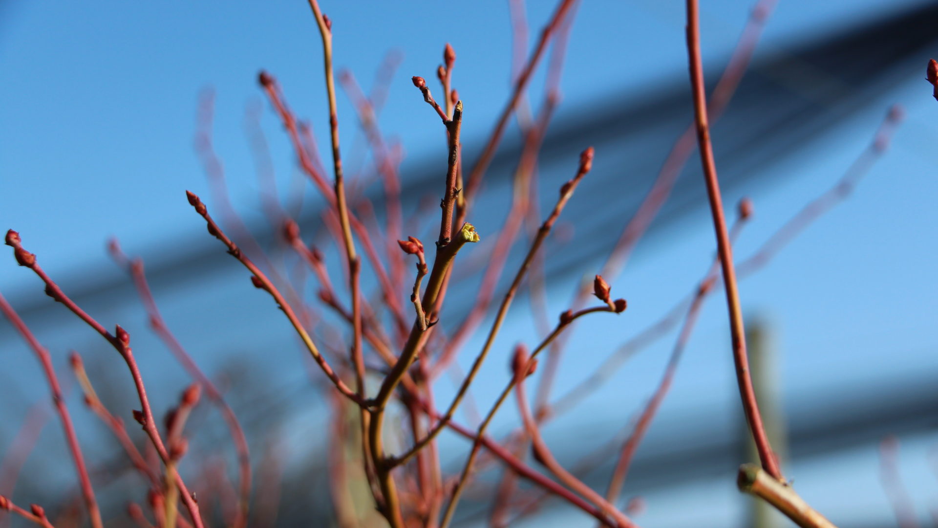 Heidelbeeren im Winter