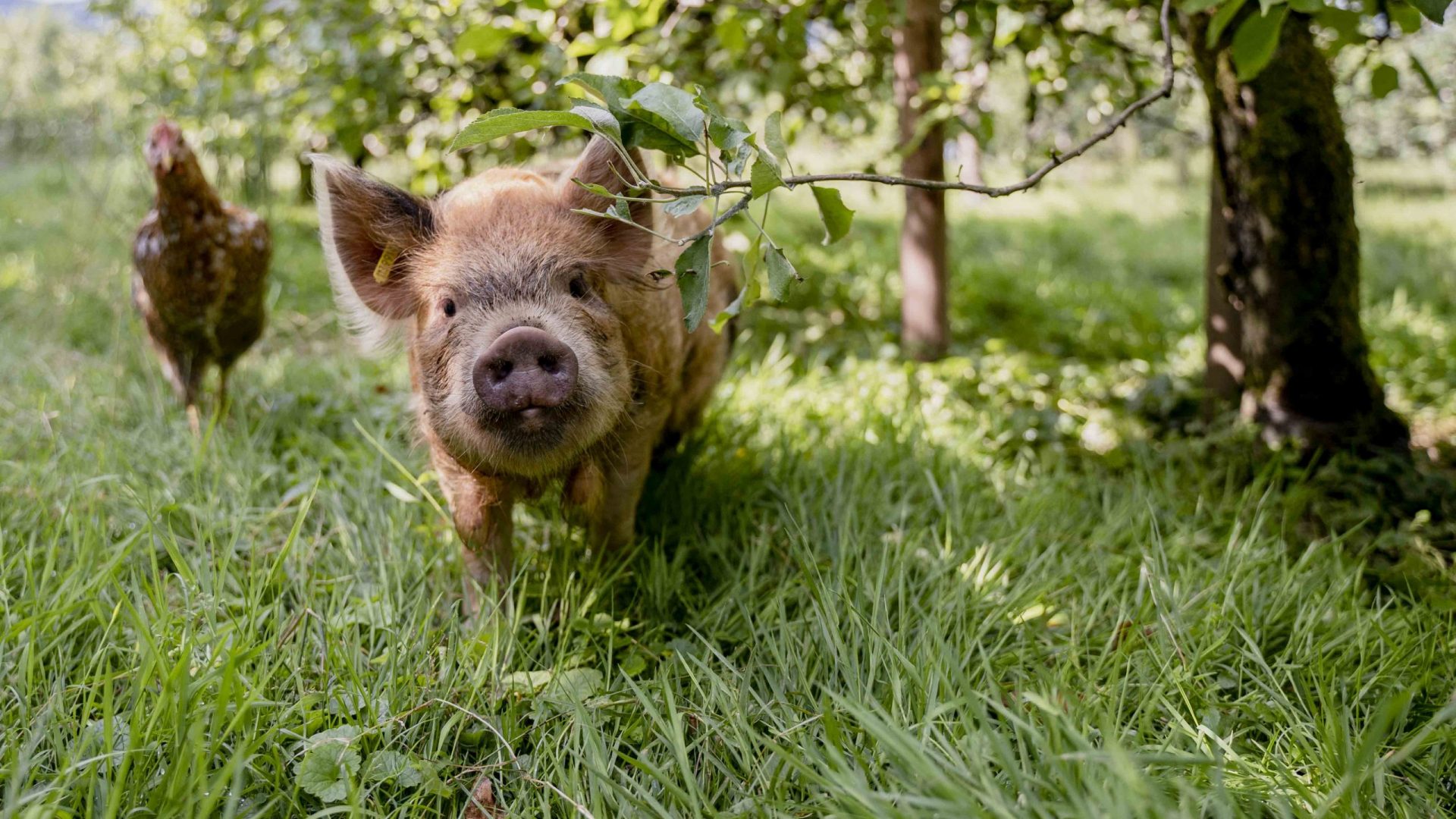 Bächlihof Schweine Obstbau 6