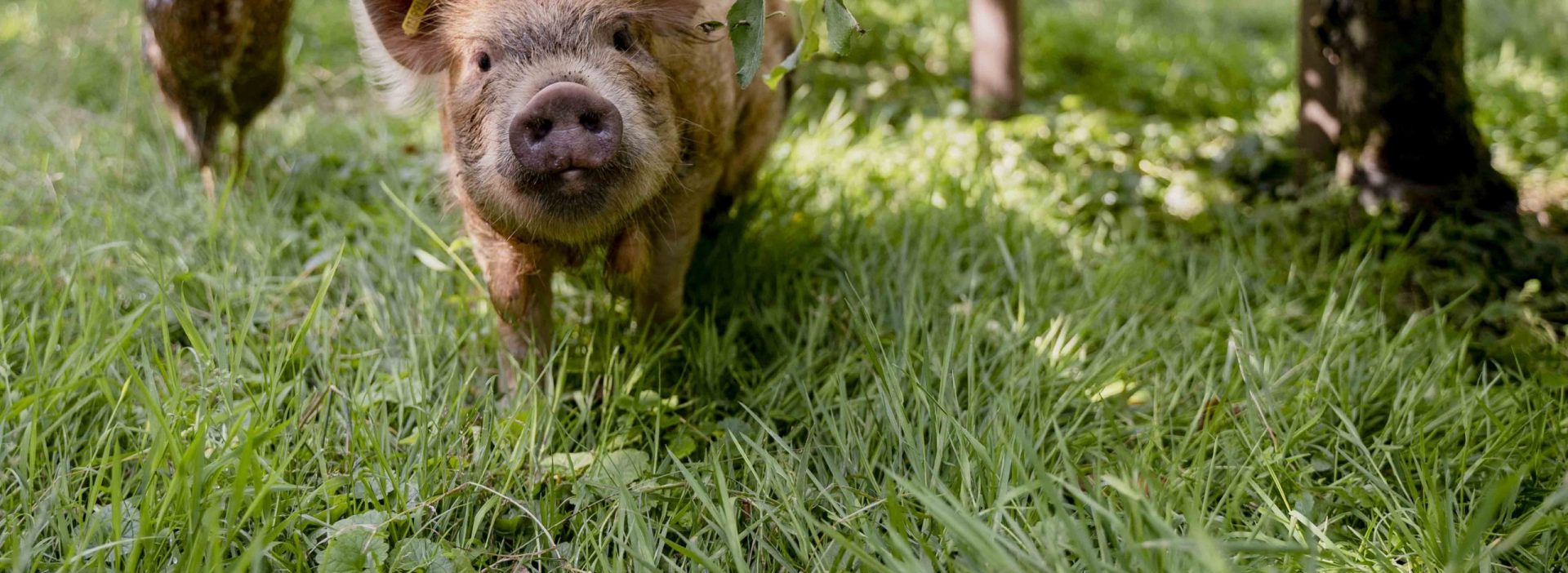 Bächlihof Schweine Obstbau 6