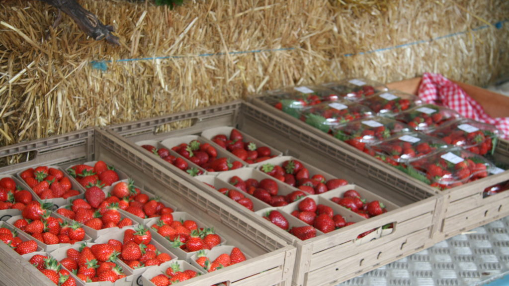 Frische Beeren vom Feld
