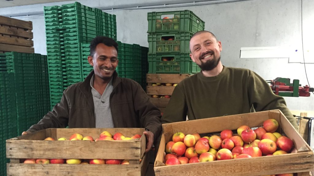 Beim Apfel Sortieren