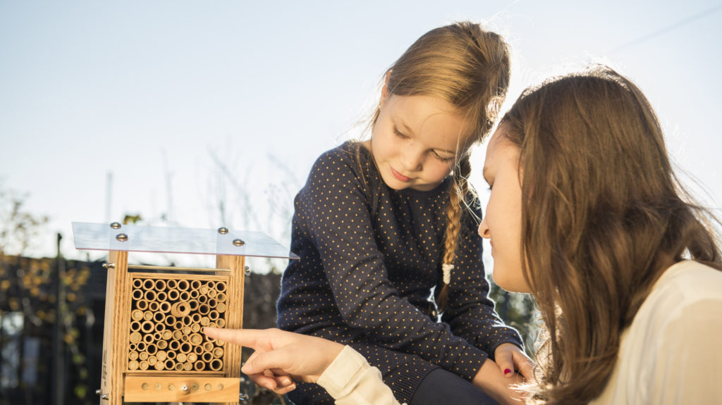 Beim Beobachten Der Wildbienen