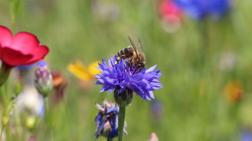 Biene auf Blüte