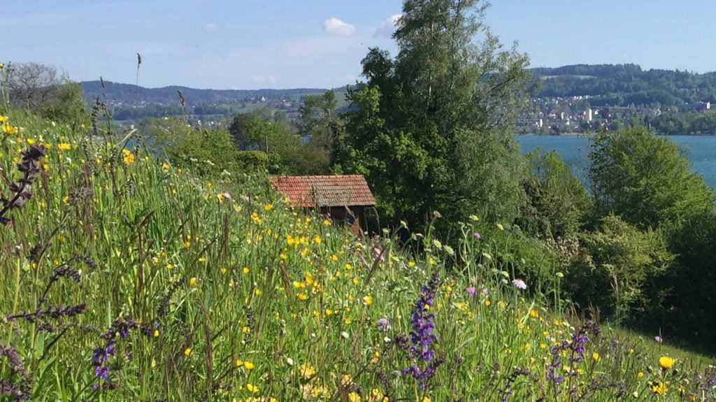 Bienenhaus hinter Blumenwiese