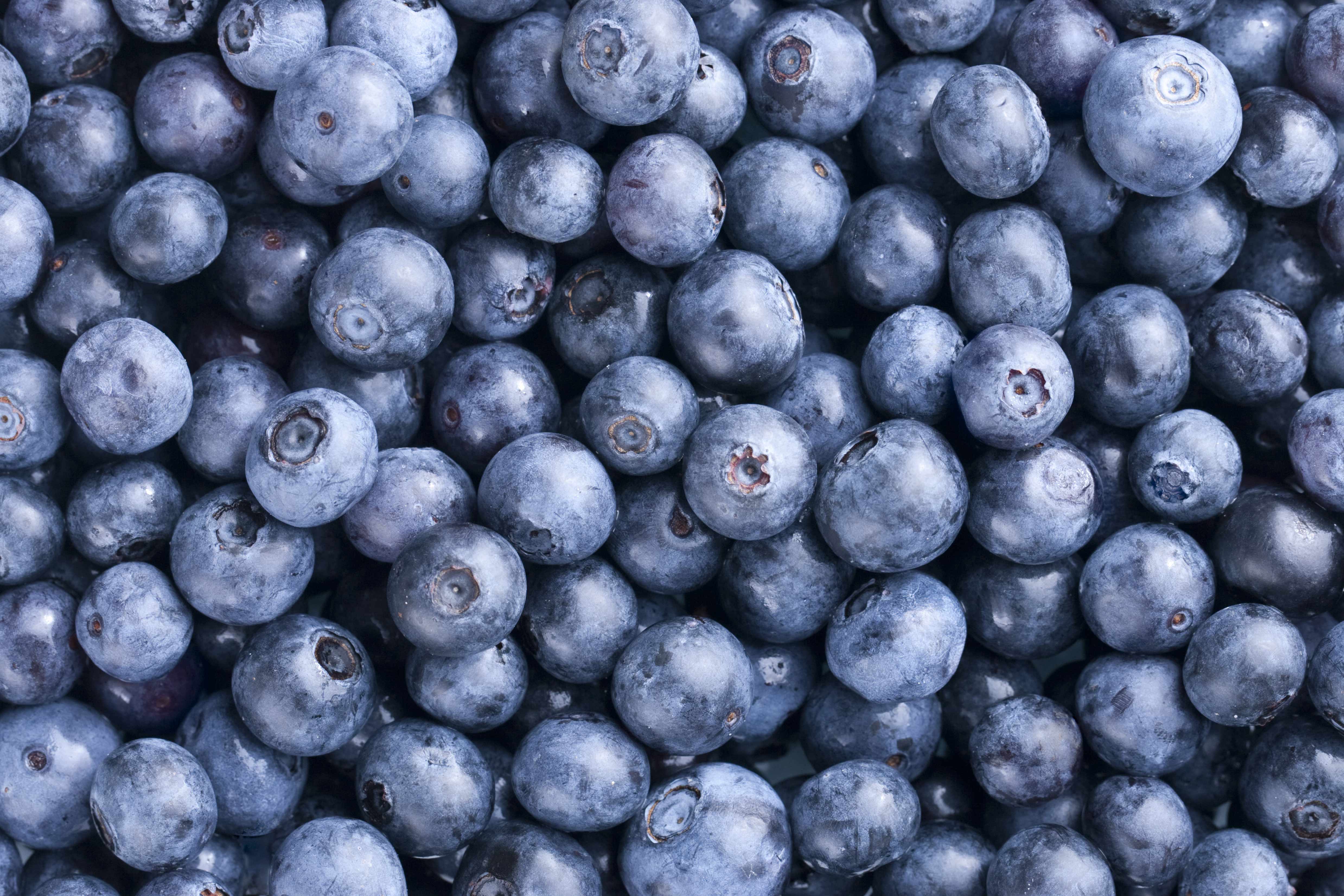Warum Sind Heidelbeeren Und Blaubeeren Unterschiedlich JUQGB Warum Sind Heidelbeeren Und Blaubeeren Unterschiedlich JUQGB