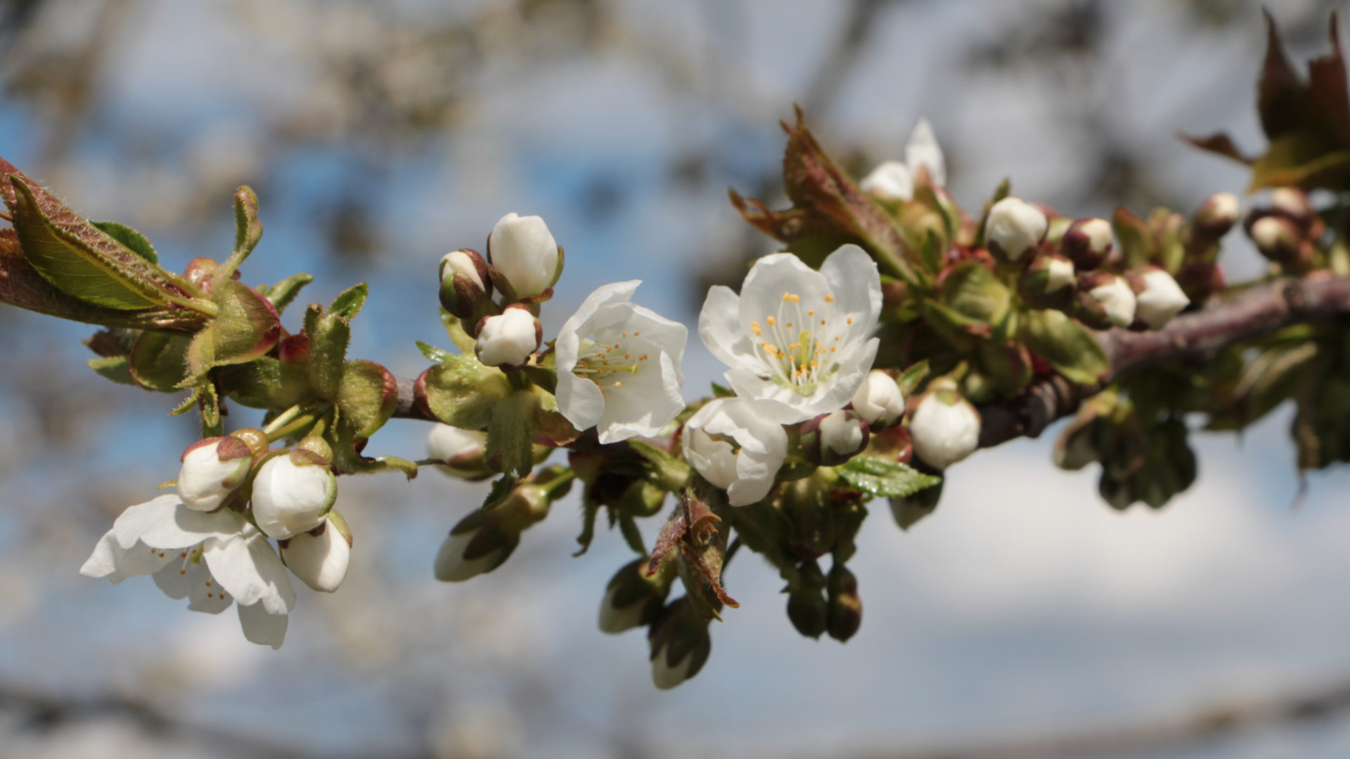 Bluete Apfelbaum Frost