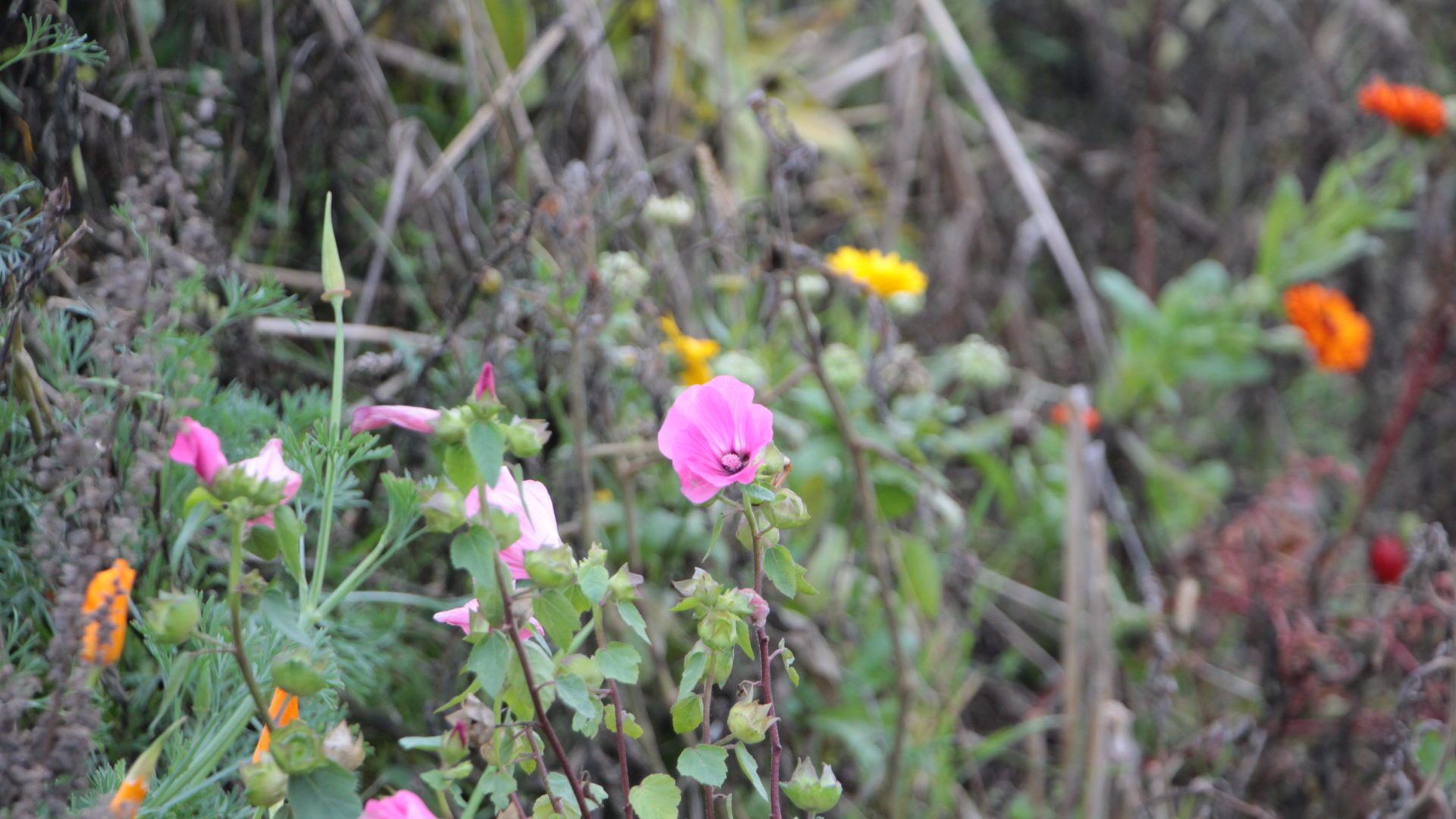 Biodiversität Blumen Rafz