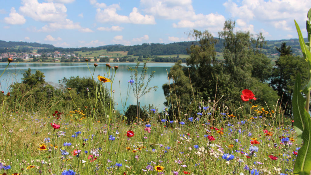 Blumenwiese