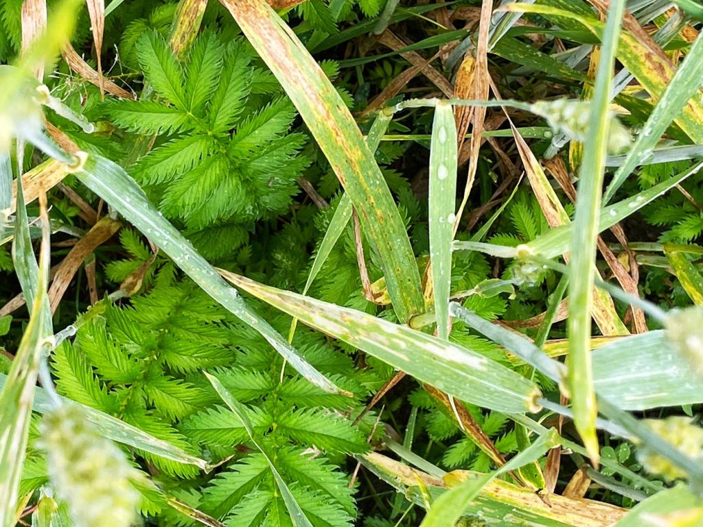 Bodenbedeckung Regenerative Landwirtschaft FarmTicker