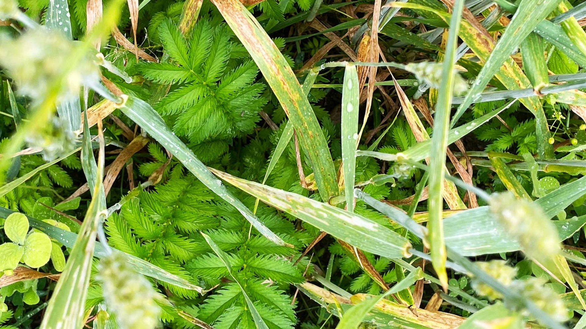 Bodenbedeckung Regenerative Landwirtschaft FarmTicker