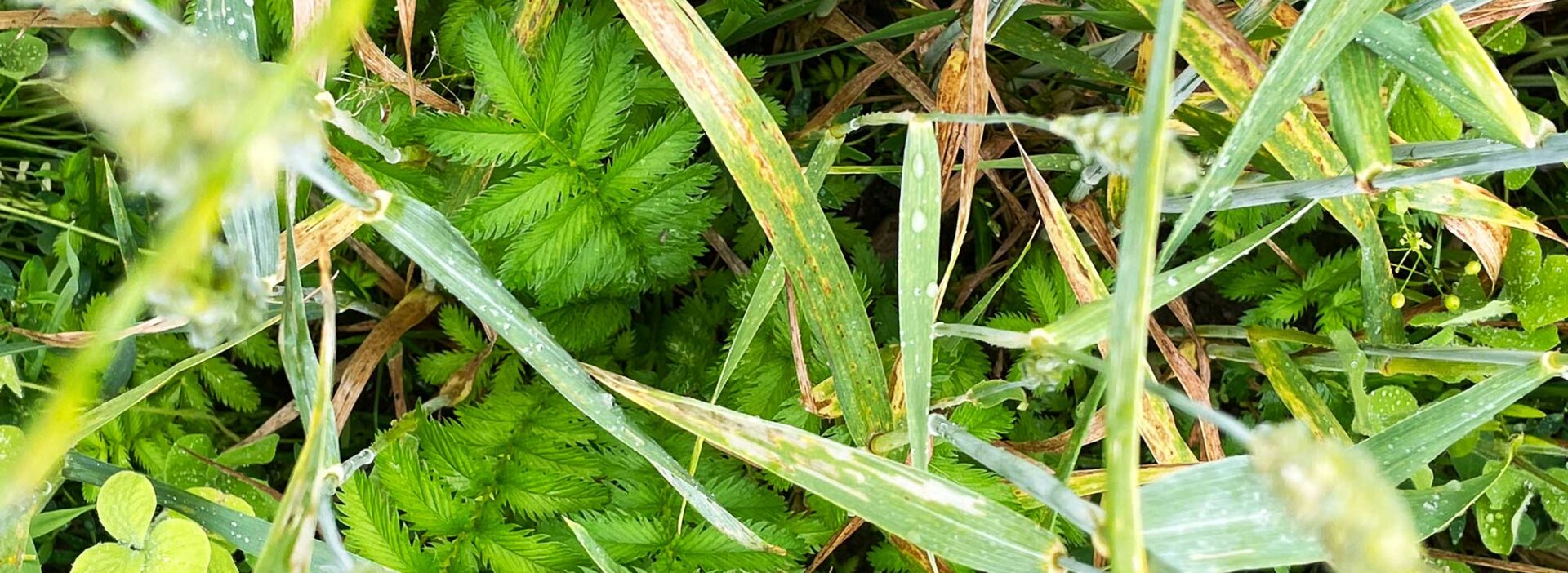 Bodenbedeckung Regenerative Landwirtschaft FarmTicker