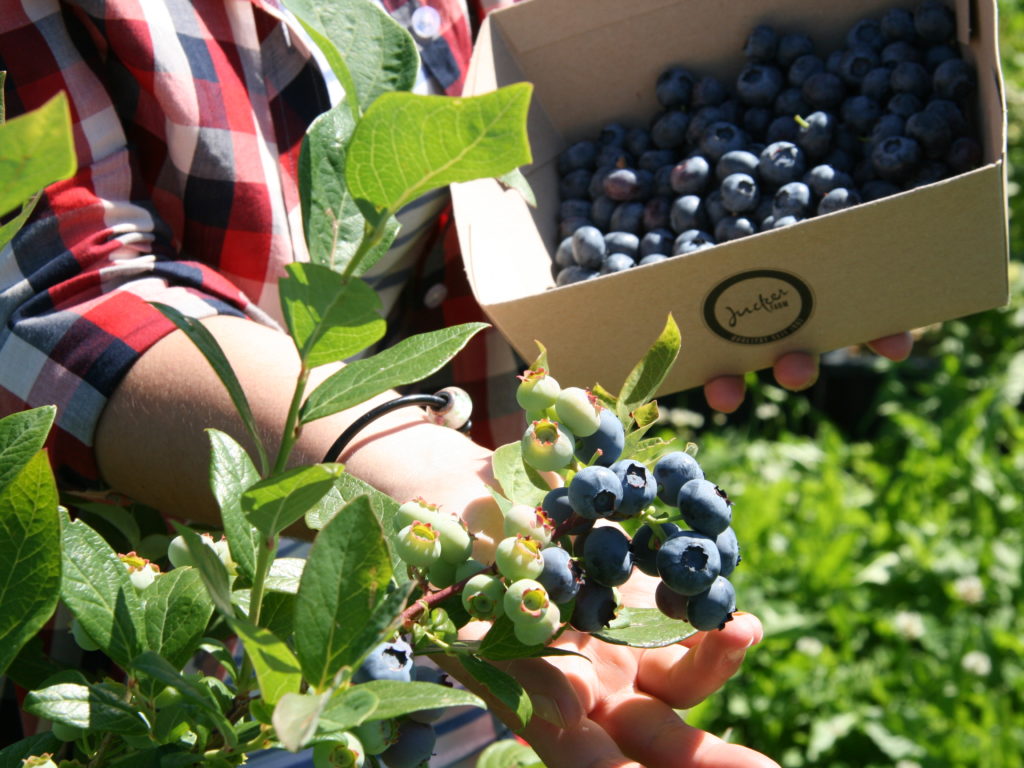 Bächlihof Selberpflücken Heidelbeeren