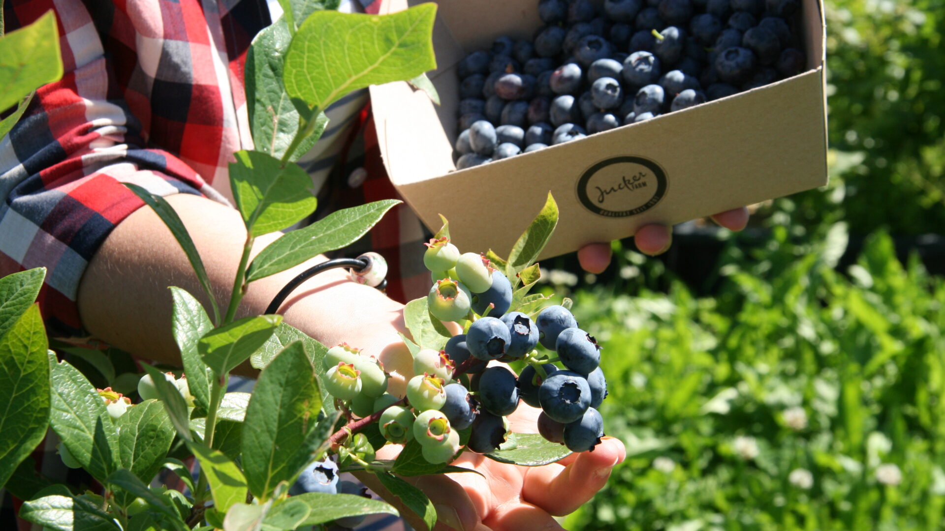 Bächlihof Selberpflücken Heidelbeeren