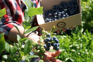 Bächlihof Selberpflücken Heidelbeeren