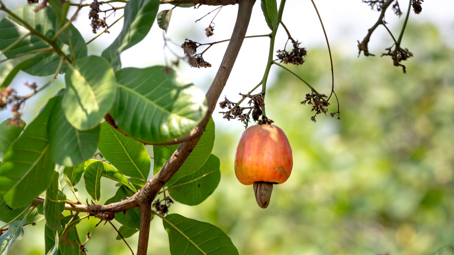 Cashew - Klimaretter oder Bösewicht?