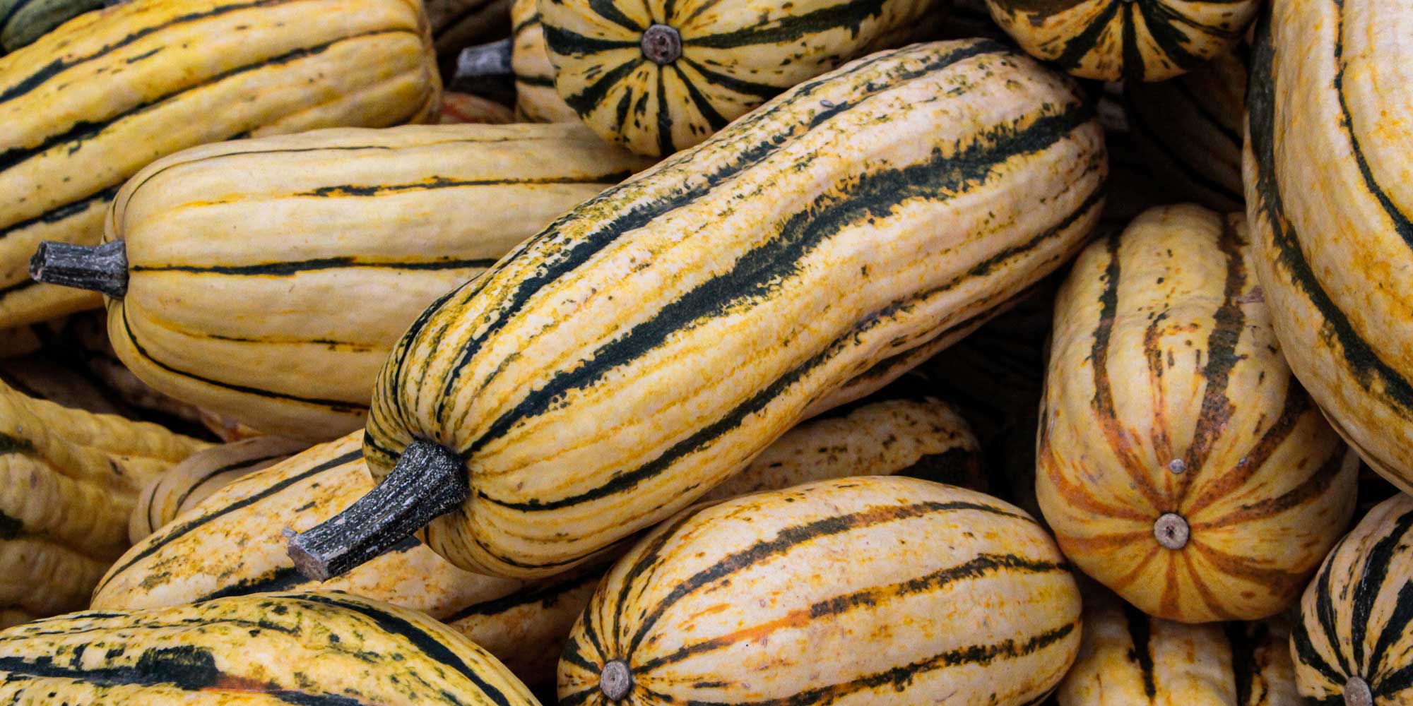 Back den Kürbis! - Mikrowellenkürbis und Delicata - FarmTicker