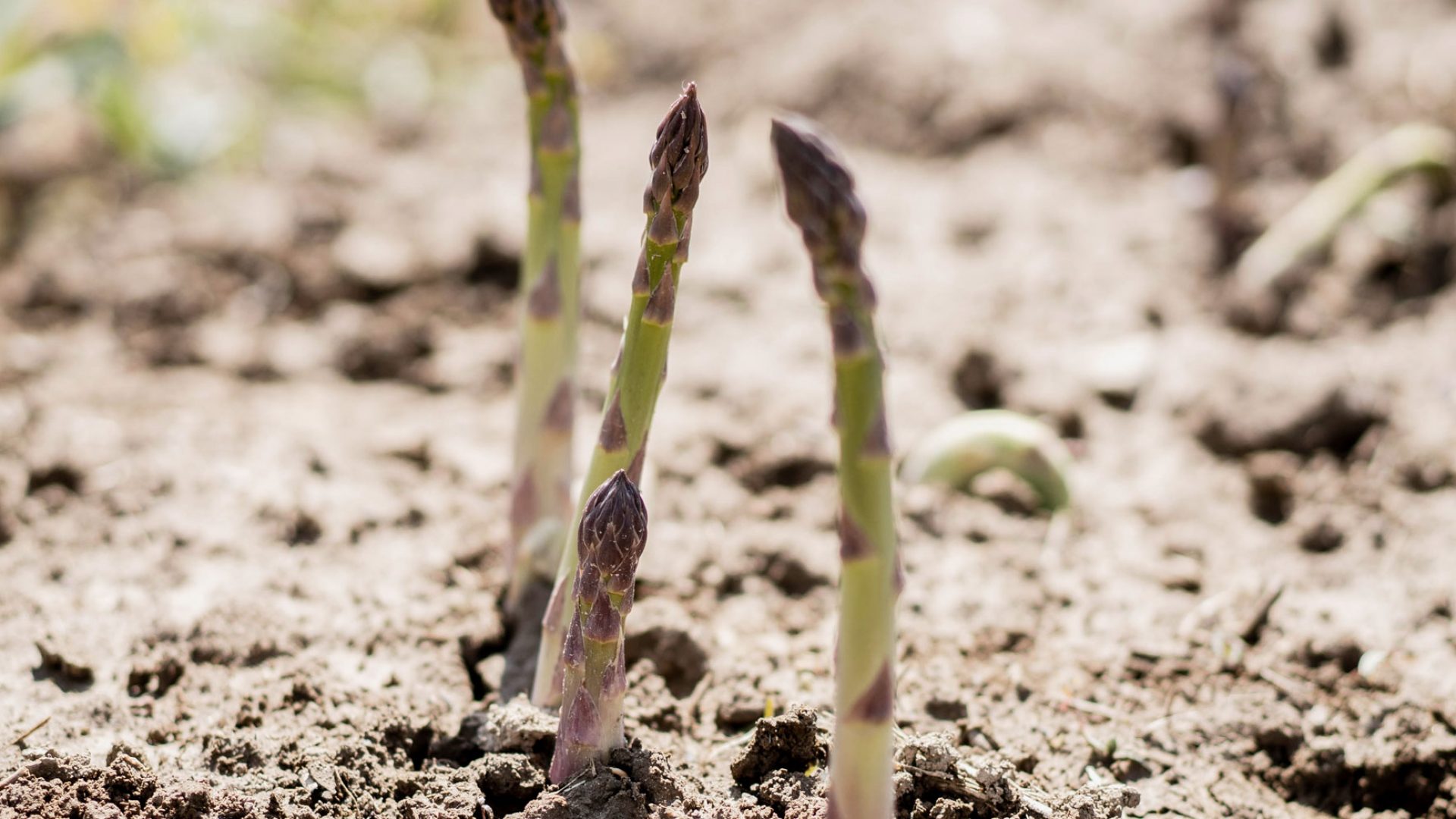 Saisonende Grünspargel