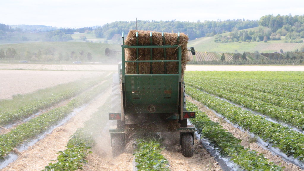 Erdbeere Stroh Traktor