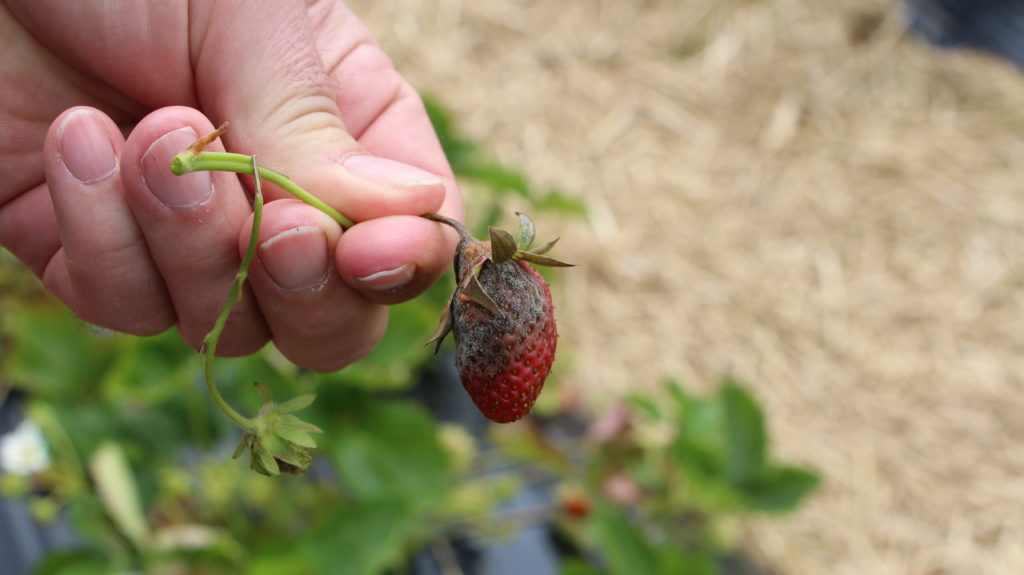 Erdbeeren Fäulnis